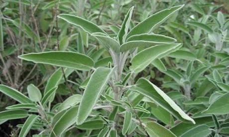 planta medicinal Salvia