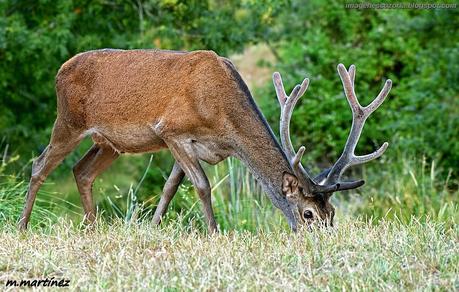 Sierra de Cazorla, Segura y las Villas