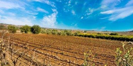 Viñedos. ©La Baronia de Turis