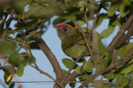 Bailarín azul (Swallow-tailed Manakin) Chiroxiphia caudata