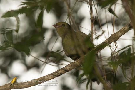 Bailarín azul (Swallow-tailed Manakin) Chiroxiphia caudata