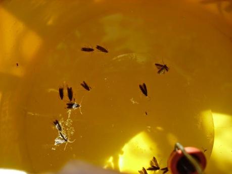 INCIDENCIA DE LA TUTA ABSOLUTA EN EL TOMATE 2014