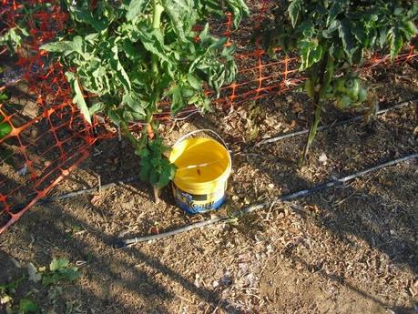 INCIDENCIA DE LA TUTA ABSOLUTA EN EL TOMATE 2014