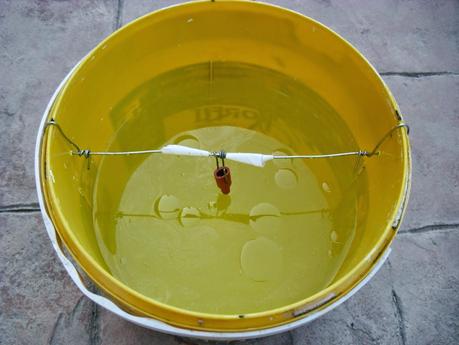 INCIDENCIA DE LA TUTA ABSOLUTA EN EL TOMATE 2014