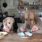 Dos perros cenando