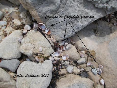 70 años de los desembarcos en Normandía.