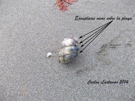 70 años de los desembarcos en Normandía.