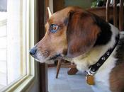 Como dejar solo perro casa