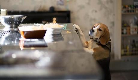 Perro en cocina en posible peligro