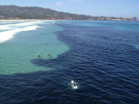 cardumen de anchoas en California