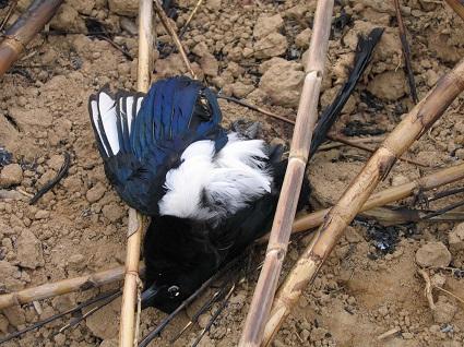 Encuentro un animal protegido herido o muerto en el campo ¿Qué hago?