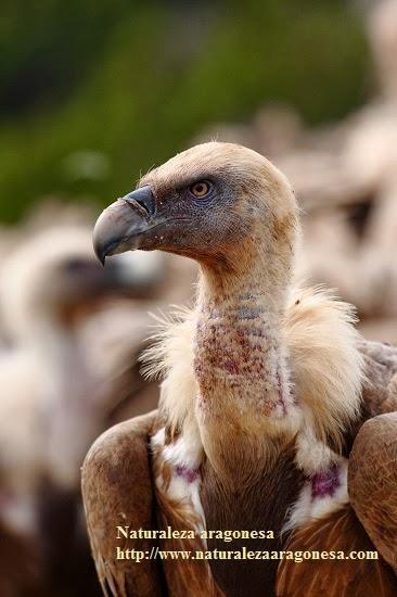 Encuentro un animal protegido herido o muerto en el campo ¿Qué hago?