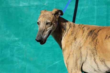 DONATELLO, PRECIOSO GALGO EN ADOPCIÓN. (CIUDAD REAL)