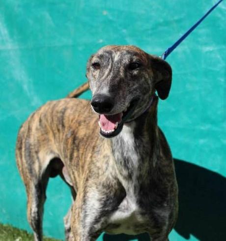 FARUK, PRECIOSO GALGO EN ADOPCIÓN. (CIUDAD REAL)