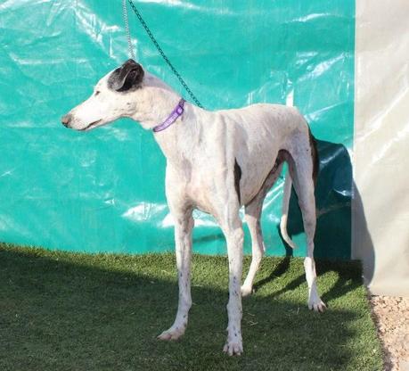 MUSTANG, PRECIOSO GALGO EN ADOPCIÓN. (CIUDAD REAL)