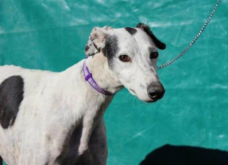 MUSTANG, PRECIOSO GALGO EN ADOPCIÓN. (CIUDAD REAL)