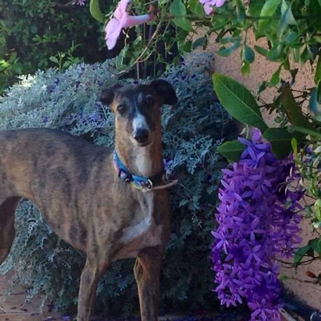 VERA, PRECIOSA GALGA EN ADOPCIÓN. (MADRID)