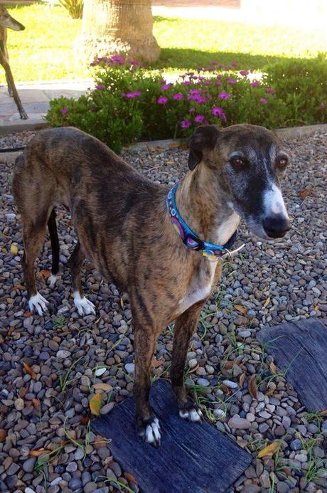 VERA, PRECIOSA GALGA EN ADOPCIÓN. (MADRID)