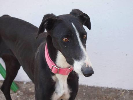 ALBA, PRECIOSA GALGA EN ADOPCIÓN.