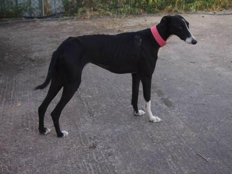 ALBA, PRECIOSA GALGA EN ADOPCIÓN.