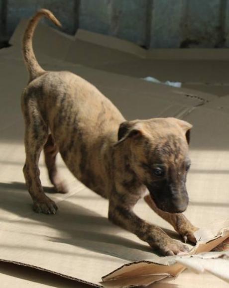 ROCK, PRECIOSO GALGUITO EN ADOPCIÓN. (MADRID)