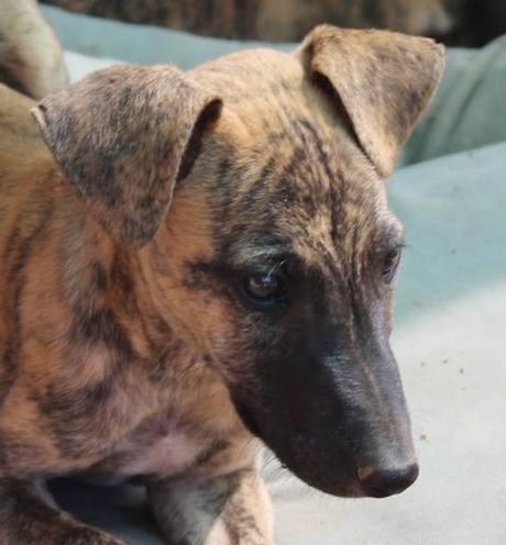 ROCK, PRECIOSO GALGUITO EN ADOPCIÓN. (MADRID)