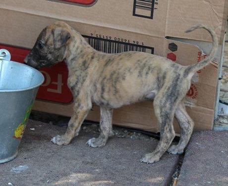 ROCK, PRECIOSO GALGUITO EN ADOPCIÓN. (MADRID)