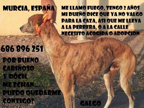 URGENTE ADOPCIÓN!! FUEGO, GALGO QUE EL DUEÑO YA NO QUIERE.