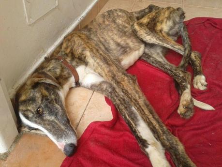 DALI, PRECIOSO GALGO EN ADOPCIÓN.