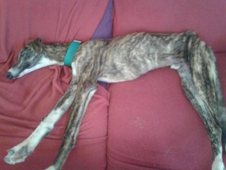 DALI, PRECIOSO GALGO EN ADOPCIÓN.