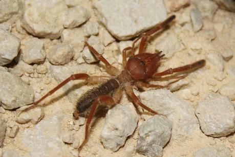 Voluntariado en Yeste III: segunda noche de safari fotográfico