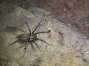 Voluntariado Yeste III: segunda noche safari fotográfico