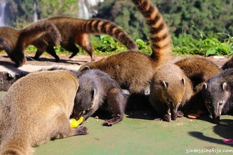 coatis en Iguazu