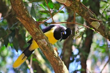 aves en Iguazu