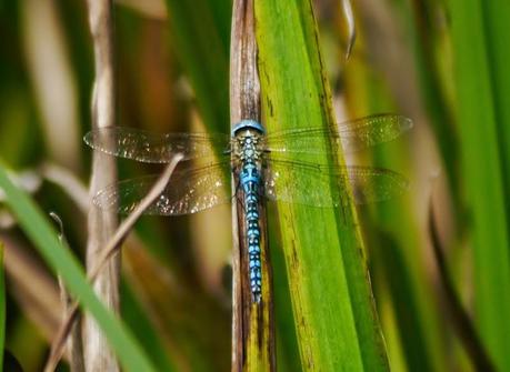 Otra pequeña joya azul