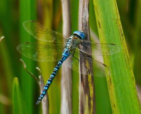 Otra pequeña joya azul