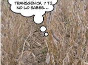 Transgénicos autor (II)