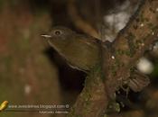 Bailarín oliváceo (Greenish Schiffornis) Shiffornis virescens