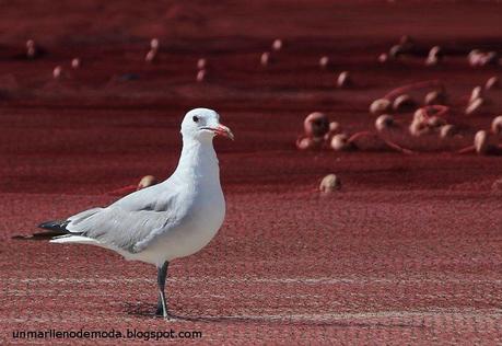 San Pedro del Pinatar, unmarllenodemoda