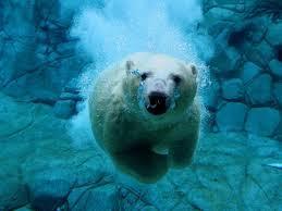 soñar con osos polares