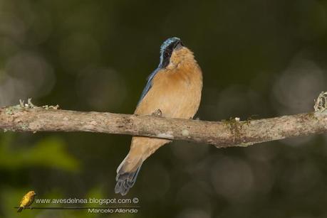 Saira de antifaz (Fawn-breasted Tanager) Pipraeidea melanonota