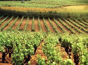 2013, otra excelente cosecha para Cava