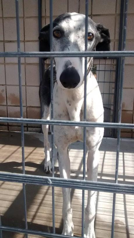 MUY URGENTE!! LOS GALGOS DE LA PERRERA DE CÓRDOBA NO AGUANTAN MAS. ALERTA NARANJA EN CÓRDOBA POR ALTAS TEMPERATURAS.