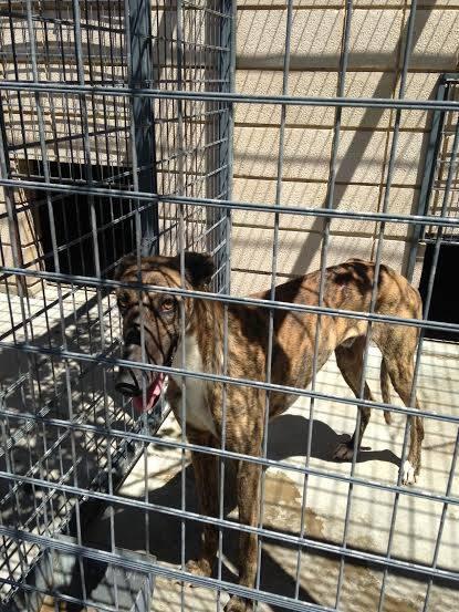 MUY URGENTE!! LOS GALGOS DE LA PERRERA DE CÓRDOBA NO AGUANTAN MAS. ALERTA NARANJA EN CÓRDOBA POR ALTAS TEMPERATURAS.