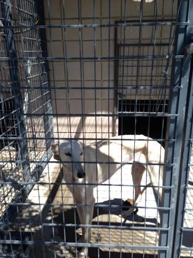 MUY URGENTE!! LOS GALGOS DE LA PERRERA DE CÓRDOBA NO AGUANTAN MAS. ALERTA NARANJA EN CÓRDOBA POR ALTAS TEMPERATURAS.