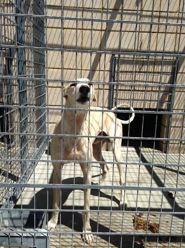 MUY URGENTE!! LOS GALGOS DE LA PERRERA DE CÓRDOBA NO AGUANTAN MAS. ALERTA NARANJA EN CÓRDOBA POR ALTAS TEMPERATURAS.