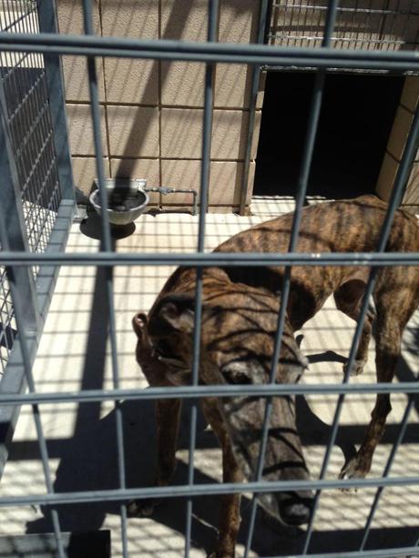 MUY URGENTE!! LOS GALGOS DE LA PERRERA DE CÓRDOBA NO AGUANTAN MAS. ALERTA NARANJA EN CÓRDOBA POR ALTAS TEMPERATURAS.