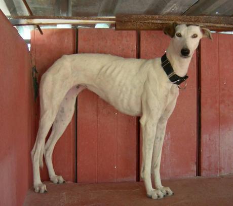 HONDINA EN ACOGIDA O ADOPCIÓN. (MADRID)