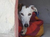 Hondina acogida adopción. (madrid)