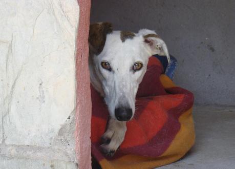 HONDINA EN ACOGIDA O ADOPCIÓN. (MADRID)